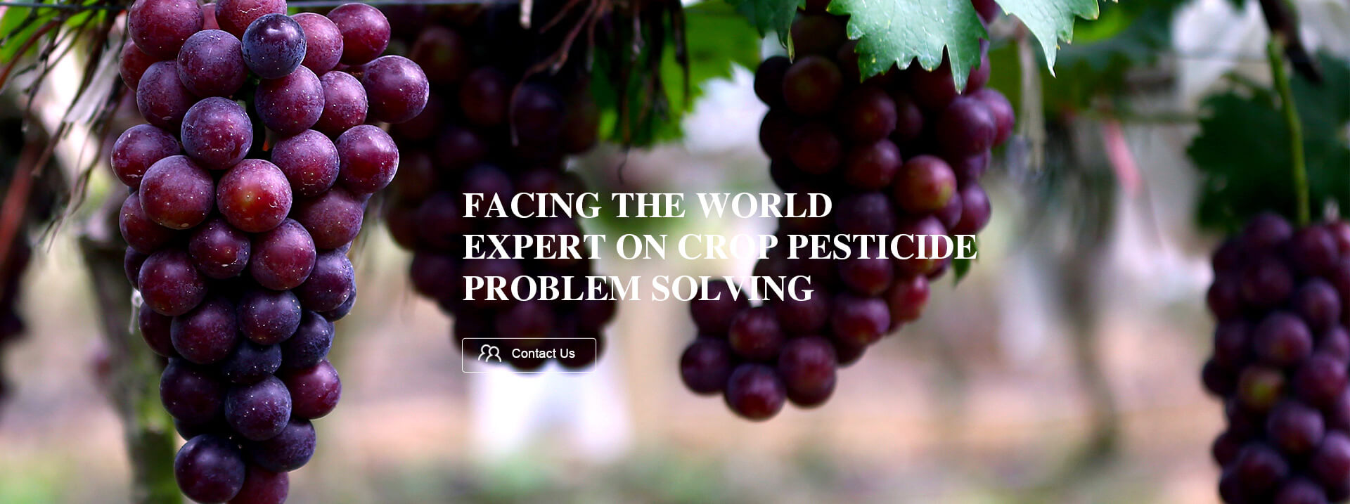 Facing the world ,expert on crop pesticide problem solving